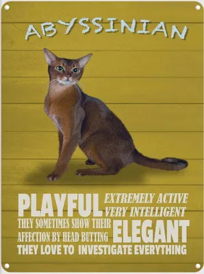 Produktbild von vianmo Blechschild 40x30 cm Abyssinian Katze playful elegant