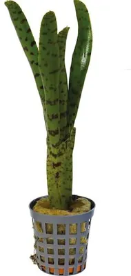 Productafbeelding van Aquafleur Neoregelia Punctatissima