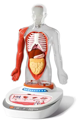 Image de Jeu STEM Anatomie humaine, TopBright