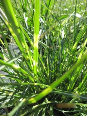 Produktbild von Miscanthus sinensis Little Strictus - Garten-Zebraschilf Little Strictus