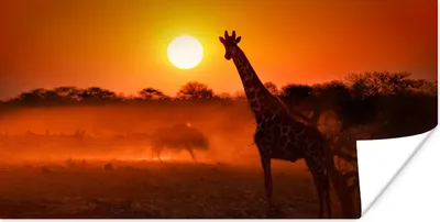 Produktbild von MuchoWow® Poster Giraffe - Sonne - Savanne 160x80 cm - Foto Poster