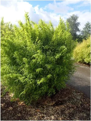 Produktbild von Stauden Gänge 10 x Fargesia nitida 'Volcano' im C2 Topf - Fontänen Schirmbambus - Der perfekte Bambus für blickdichte Hecken - keine Wurzelausläufer