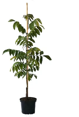 Produktbild von Veredelter Walnussbaum `Seifersdorfer Runde´ 120-150cm im 7,5L-Topf