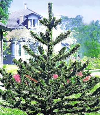 Produktbild von BALDUR Garten 1x Affenschwanz-Baum, Pflanze im 12 cm-Topf, Araucaria, Chilenische Schmucktanne, Affenbaum, Affenschaukel, Andentanne, winterhart, für Standort im Schatten geeignet