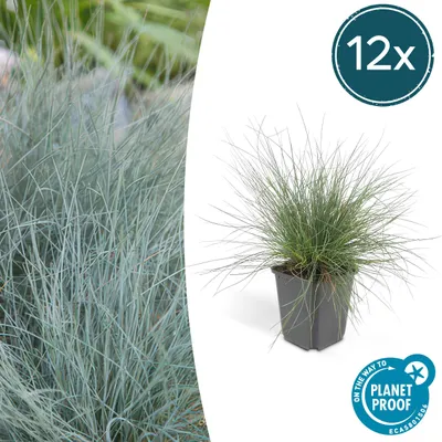 Immagine prodotto di Erba ornamentale - Festuca glauca - Festuca glauca 'Elijah Blue' - Vaso da 9 cm - Set da 12 piante