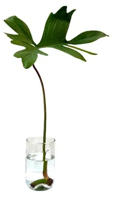 Obrázok produktu pre Gardners Philodendron Pedatum - odrezky na zakorenenie