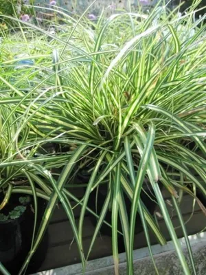 Produktbild von Japan-Goldsegge Evergold - Carex oshimensis Evergold