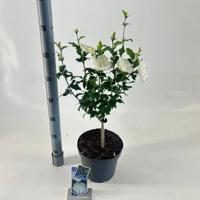 Produktbild von Hibiscus syriacus White Chiffon ('Notwoodtwo'PBR) - Garteneibisch | 30 cm im Topf