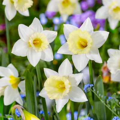 Imagen del producto de Bulbos de narciso, resistentes al invierno y perennes. "Osterglocken Mount Hood" - 25 bulbos de flores. Plantas aromáticas de Holanda, ideales para jardín y macetas (no son semillas, no son artificiales)