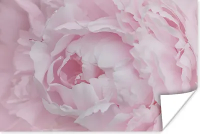 Produktbild von MuchoWow® Poster Nahaufnahme und Draufsicht einer rosa Pfingstrose 120x80 cm - Bilder