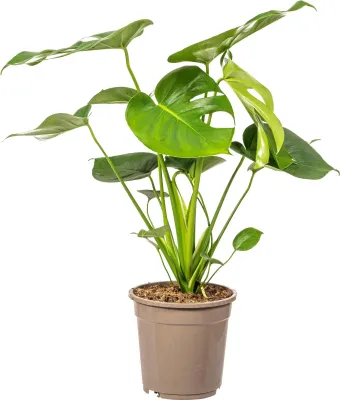 Zdjęcie produktu dla Monstera Deliciosa Tauerii - Ø19 cm - ok. 70-90 cm wysokości - Roślina domowa z dużymi liśćmi w kształcie serca - Do salonu i biura
