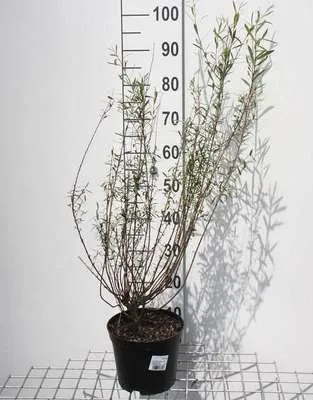 Image de Salix purp. 'Nana' ( 'gracilis') - Saule 50- 60 cm - Conteneur