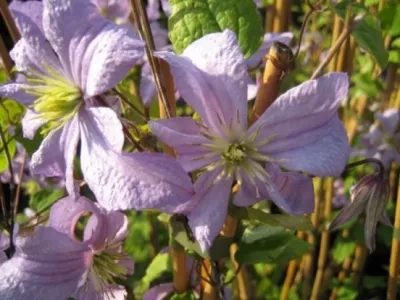 Produktbild von Clematis viticella Prince Charles (60 - 100 cm) - Waldrebe / Klematis