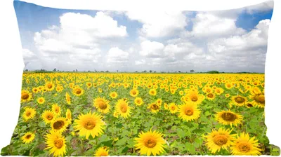 Produktbild von MuchoWow® Zierkissen Sofakissen Wohnzimmer Dekokissen 50x30 cm Sonnenblumen - Blumen - Wolken - Natur - Gelb - Landschaft - Wohnzimmerdekoration - Polster mit Photo
