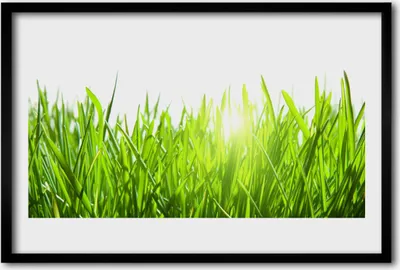 Produktbild von Bild 60x40 MDF-Rahmen Wandkunst Gras Natur Pflanze