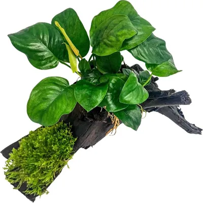 Produktbild von AquaOne Pflanze Anubias barteri und Moos auf Mangrovenwurzel Aquarium Dekoration