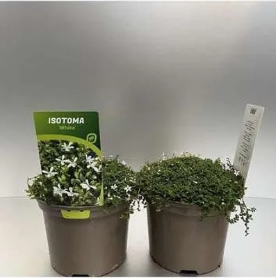 Image de 6 x Isotoma fluviatilis 'Alba' ('blanc') - Isotome - pot 9 x 9 cm
