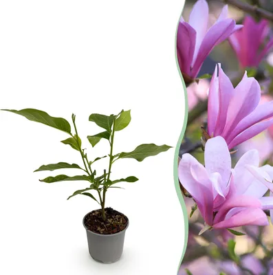 Produktbild von GreenboutiQ - Gartenpflanze - Magnolia Betty - Blüte Weiß - 1 Pflanze - Laubabwerfend - Wenig Pflege - Topf 12cm Höhe 30cm