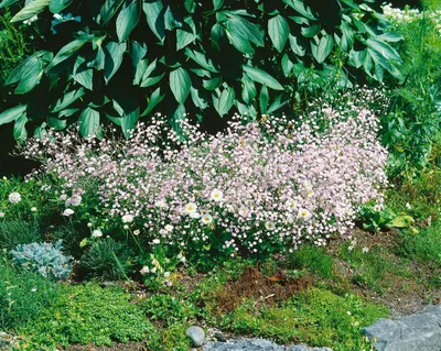 Produktbild von Gypsophila paniculata 'Flamingo', Schleierkraut, rosa, ca. 11x11 cm Topf