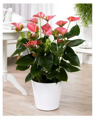 Produktbild von Rosa Anthurium Spitzenblatt für Innenräume | 13cm Topf