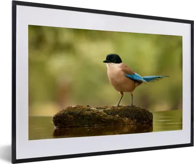Produktbild von MuchoWow® Gerahmtes Poster Elster - Vogel - Moos 60x40 cm - Poster mit Schwarzem Bilderrahmen Wandposter Rahmen Foto Bilder - Schlafzimmer - Plakat in Rahmen - Drucken