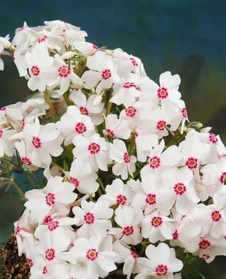Produktbild von Phlox subulata 'Amazing Grace', Teppichphlox, weiß, ca. 9x9 cm Topf
