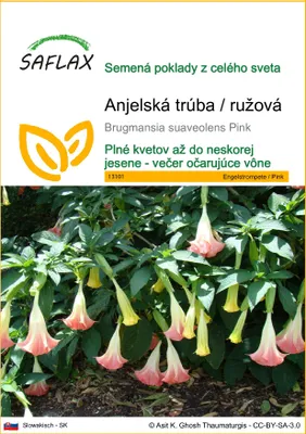 Obrázok produktu pre SAFLAX - Anjelská trúba / ružová - Brugmansia suaveolens Pink - 10 Semená