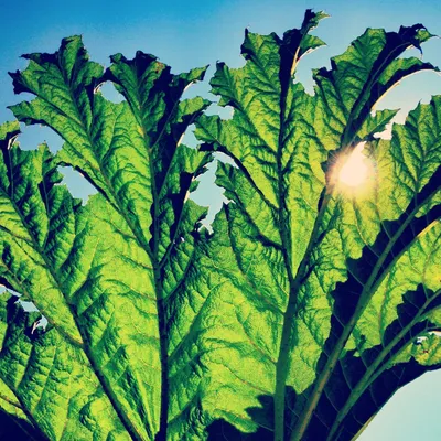 Produktbild von Pfarmers-Gunnera