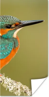 Produktbild von MuchoWow® Poster Eisvogel - Tiere - Vogel 80x160 cm - Kinderzimmer