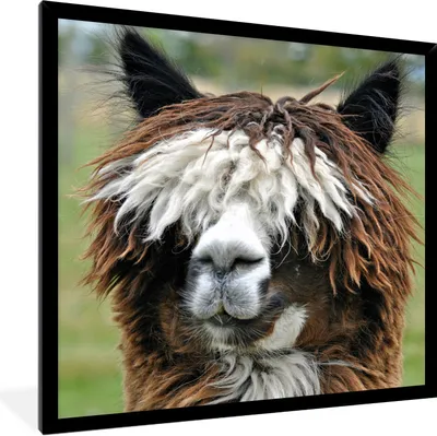 Produktbild von MuchoWow® Gerahmtes Poster Alpaka - Fell - Braun 40x40 cm - Poster mit Schwarzem Bilderrahmen Wandposter Rahmen Foto Bilder - Mit Rahmen - Wanddekoration Schlafzimmer