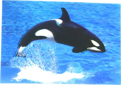 Produktbild von 3 D Ansichtskarte Schwertwal, Postkarte Wackelkarte Hologrammkarte Tier Fisch Wassertier Orca Wal
