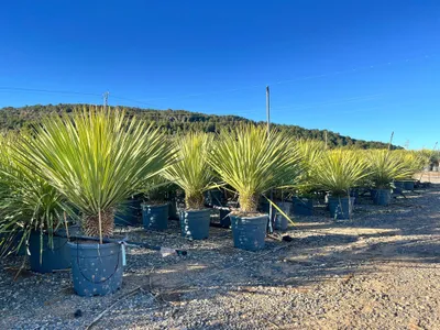 Produktbild von Sunny Tree - Yucca Rostrata - Palme - 100-120 cm inklusive Topf - Winterharte Palme - Palmlilie - Stammhöhe 20-30 cm