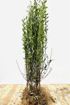 Produktbild von Ligustrum vulgare 'Atrovirens' oB 60- 100