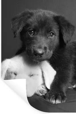 Produktbild von MuchoWow® Wandtattoo Wandsticker Wandaufkleber Hunde - Welpe - Schwarz - Weiß - Tiere 80x120 cm Selbstklebend und Repositionierbar - Repositionierbar - Wasser abweisend