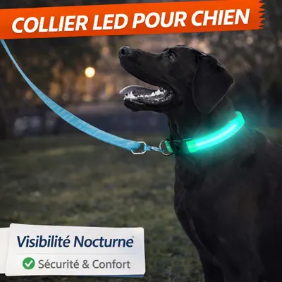 Image de Collier LED pour Chien 55 cm – 3 Modes d’Éclairage
