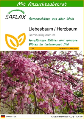 Produktbild von SAFLAX - Liebesbaum / Herzbaum - Cercis siliquastrum - 60 Samen - Mit keimfreiem Anzuchtsubstrat