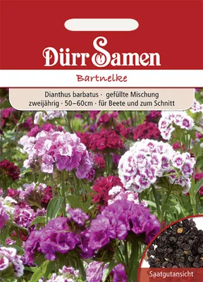 Produktbild von Bartnelke | Bartnelkensamen von Dürr Samen