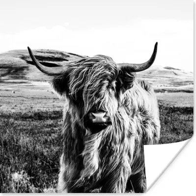 Produktbild von MuchoWow® Poster Schwarz - Weiß - Schottischer Highlander - Gras 50x50 cm - Wohnzimmerdekoration