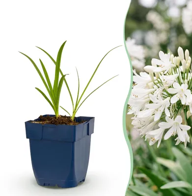 Produktbild von Agapanthus africanus Albus – Afrikanische Lilie – Bienen- und Schmetterlingsmagnet – Weiß – 24 Pflanzen - 15-25cm - Ø11cm - Gartenpflanze