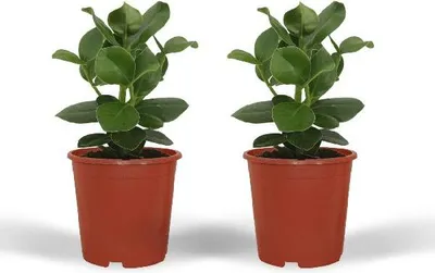 Immagine prodotto di Alberello ornamentale Clusia Princess, pianta da appartamento, 2 piante, Ø12cm