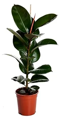 Produktbild von Ficus Elastica Robusta Gummibaum 30-40 cm - Pflegeleichte Zimmerpflanze für Zuhause und Büro, Luftreinigend, Grüne Dekoration für Innenräume