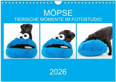 Produktbild von MÖPSE - tierische Momente im Fotostudio (Wandkalender 2026 DIN A4 quer), CALVENDO Monatskalender