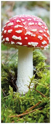 Produktbild von Wallario Premium Glasbild, freischwebende Optik, kräftige Farben, Größe 80 x 32 cm Motiv Fliegenpilz im Wald