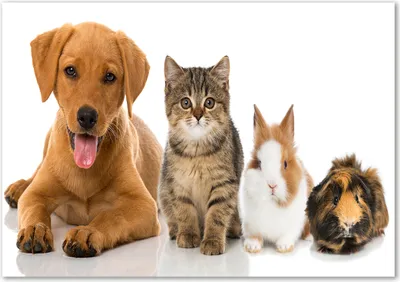 Produktbild von Tulup® Glas-Bild - 100 x 70 - Wandbild aus Glas - Wandkunst - Wandbild hinter gehärtetem Sicherheitsglas - Tiere - Hund und Katze - Braun