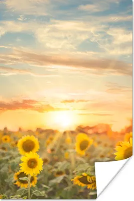 Produktbild von MuchoWow® Poster Sonnenblume - Sonne - Blumen 120x180 cm - Kunstposter