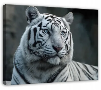 Produktbild von Leinwandbild Tiger Tiere Natur - 100x70 cm - Wandbilder Wohnzimmer Schlafzimmer - Leinwand Leinwandbild Weiß - PP15857O1