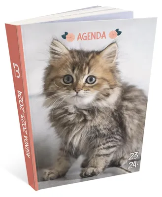 Katzenkalender 2023/2024, 12 x 17 cm, abreißbare Ecken