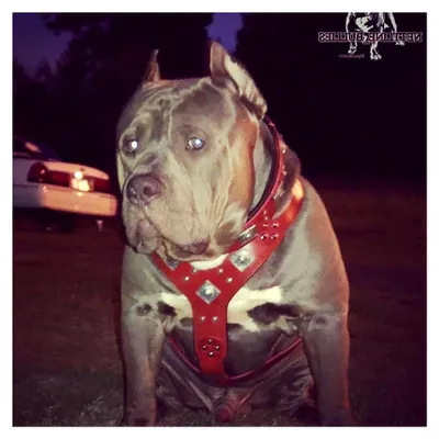 Produktbild von EROS Leder Hundegeschirr in Rot und Schwarz