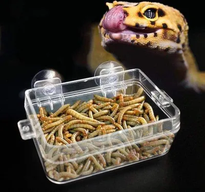 Productafbeelding van Voerbak voor reptielen en amfibieën - Waterdicht met stevige rand - Geschikt voor schildpadden, geckos, slangen, hagedissen en spinnen.