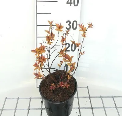 Immagine prodotto di Spiraea jap. 'Goldflame' - Spirea nuziale 20- 25 cm - In contenitore